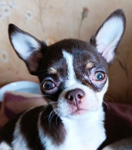 Цуцинята ЧИхуахуа дуже гарні ходять на пиленку