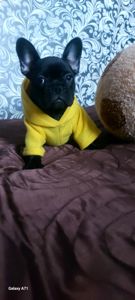 Чудова французька дівчинка