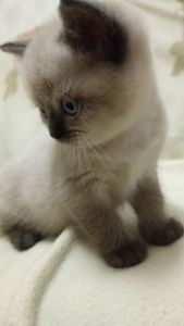 Шотландське кошеня скоттіш страйт