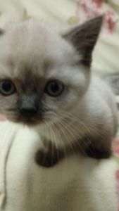 Шотландське кошеня скоттіш страйт