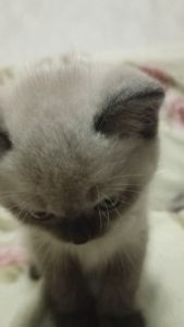 Шотландське кошеня скоттіш страйт