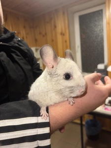 Шиншила шукає собі домівку