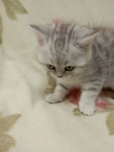 Шотландский котенок скоттиш страйт