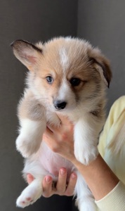 Цуценята Вельш-коргі пемброк