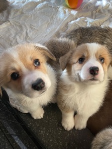 Цуценята Вельш-коргі пемброк