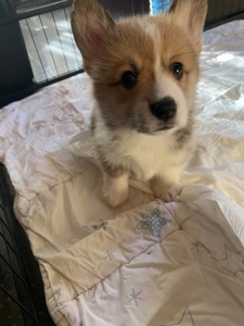 Цуценята Вельш-коргі пемброк