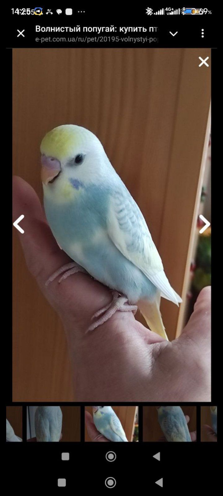 Райдужні хвилясті папужки