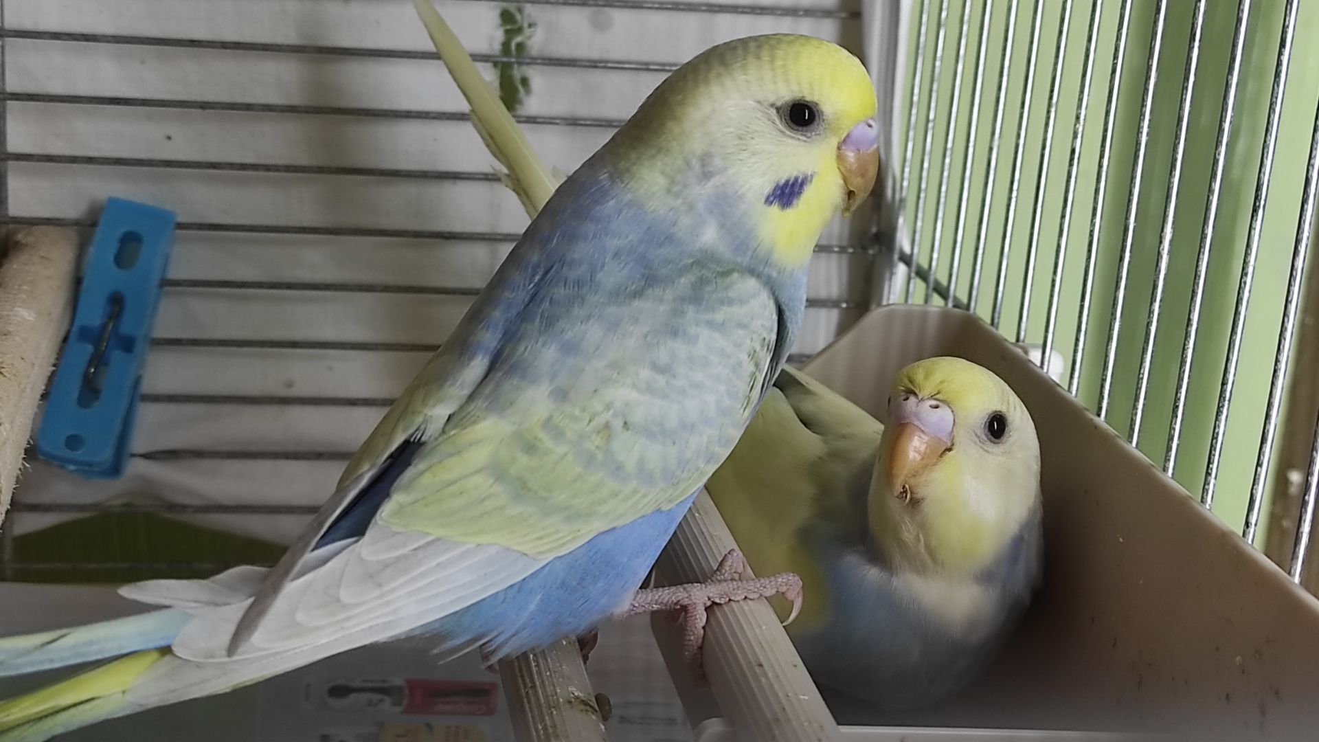 Райдужні хвилясті папужки