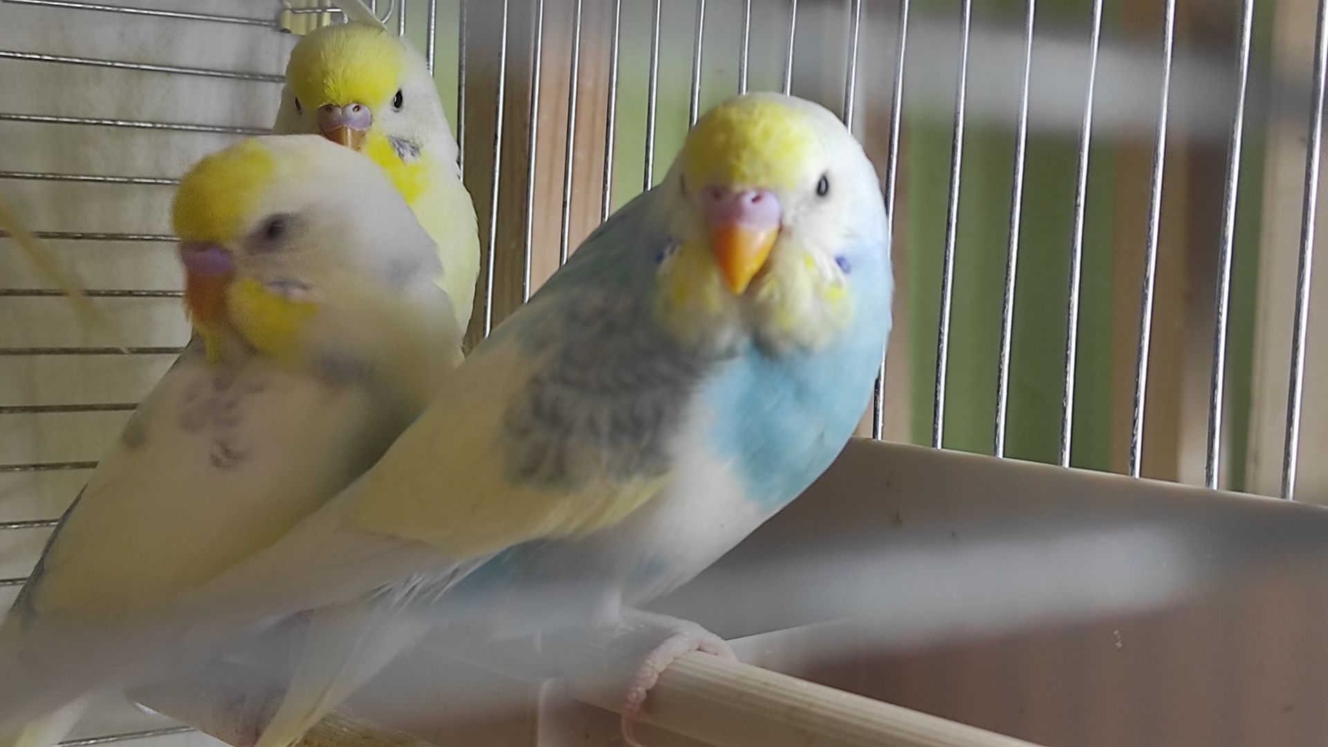 Райдужні хвилясті папужки