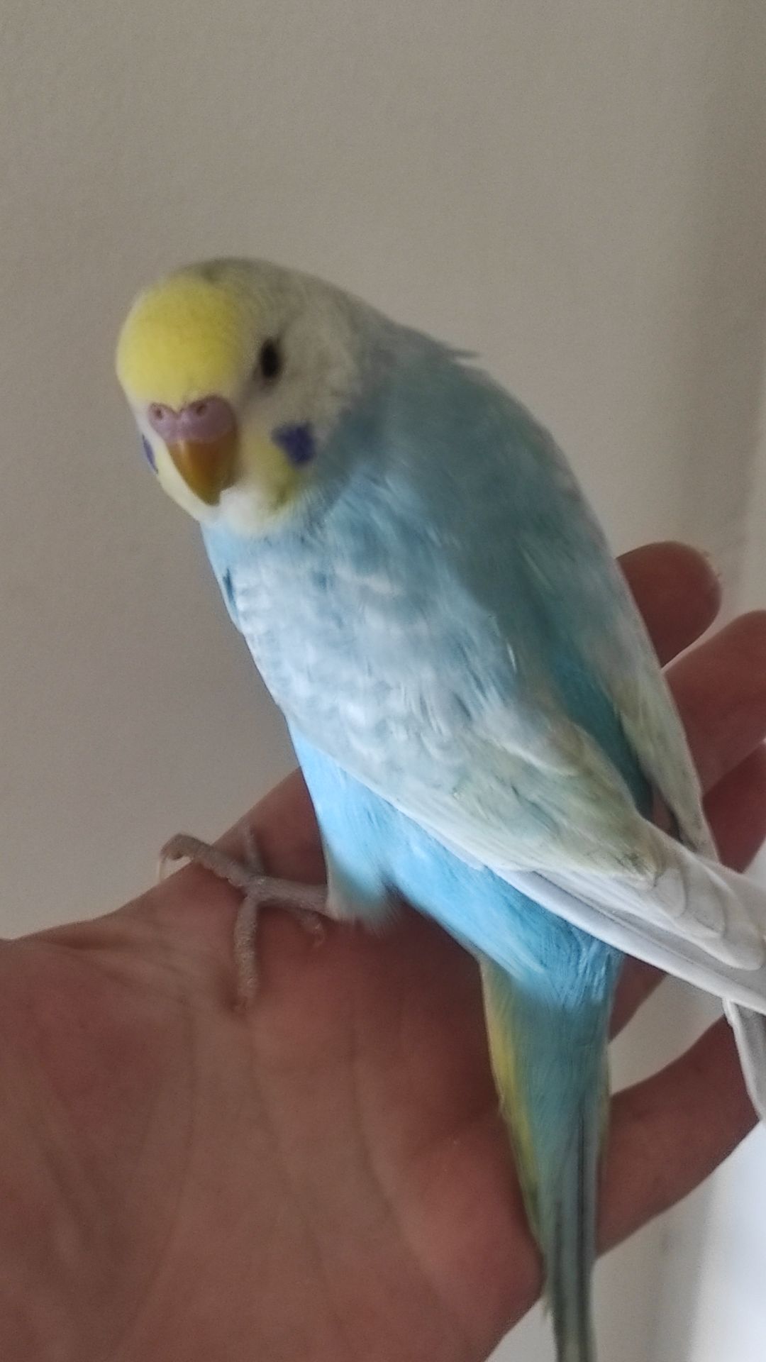 Райдужні хвилясті папужки