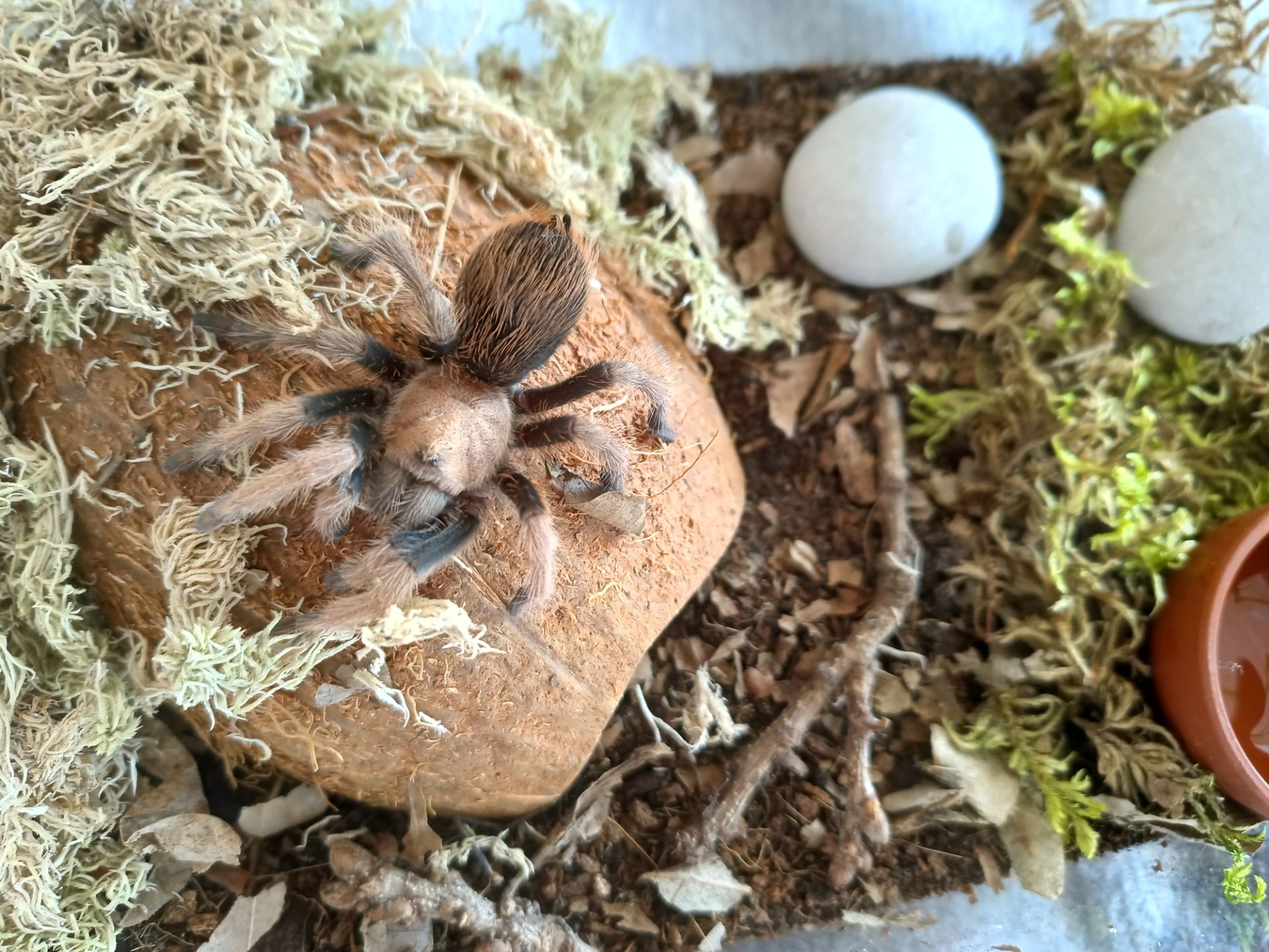 Aphonopelma Chalcodes