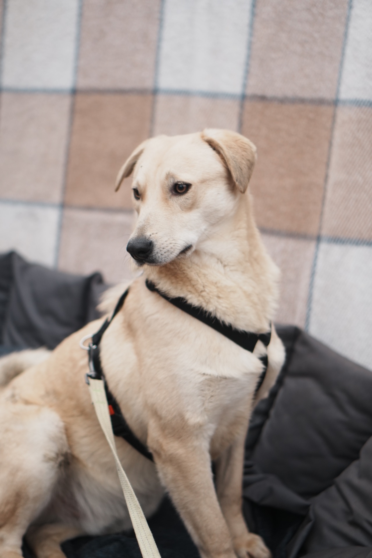 Милий Бруно мріє про родину!