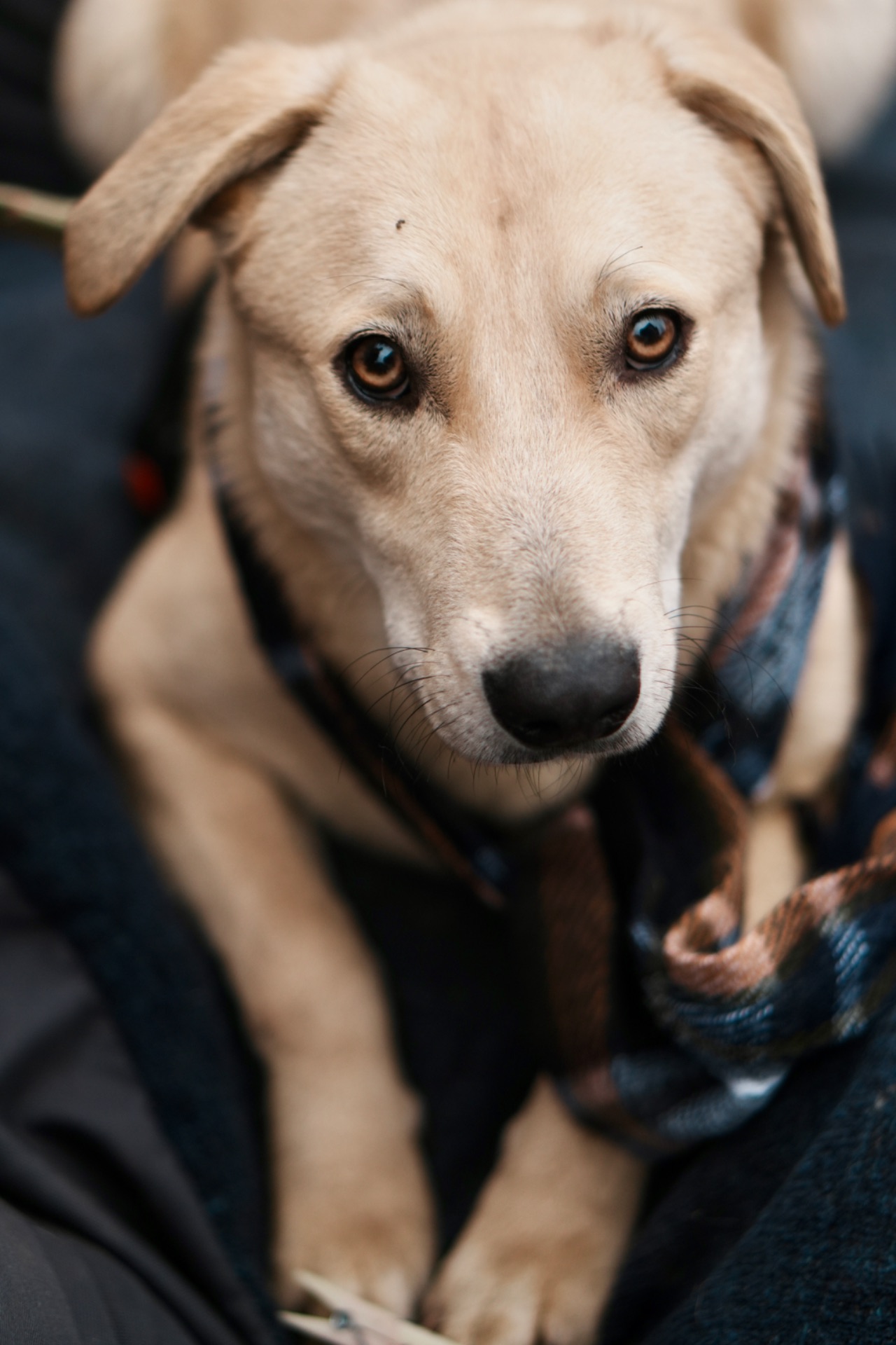 Милий Бруно мріє про родину!