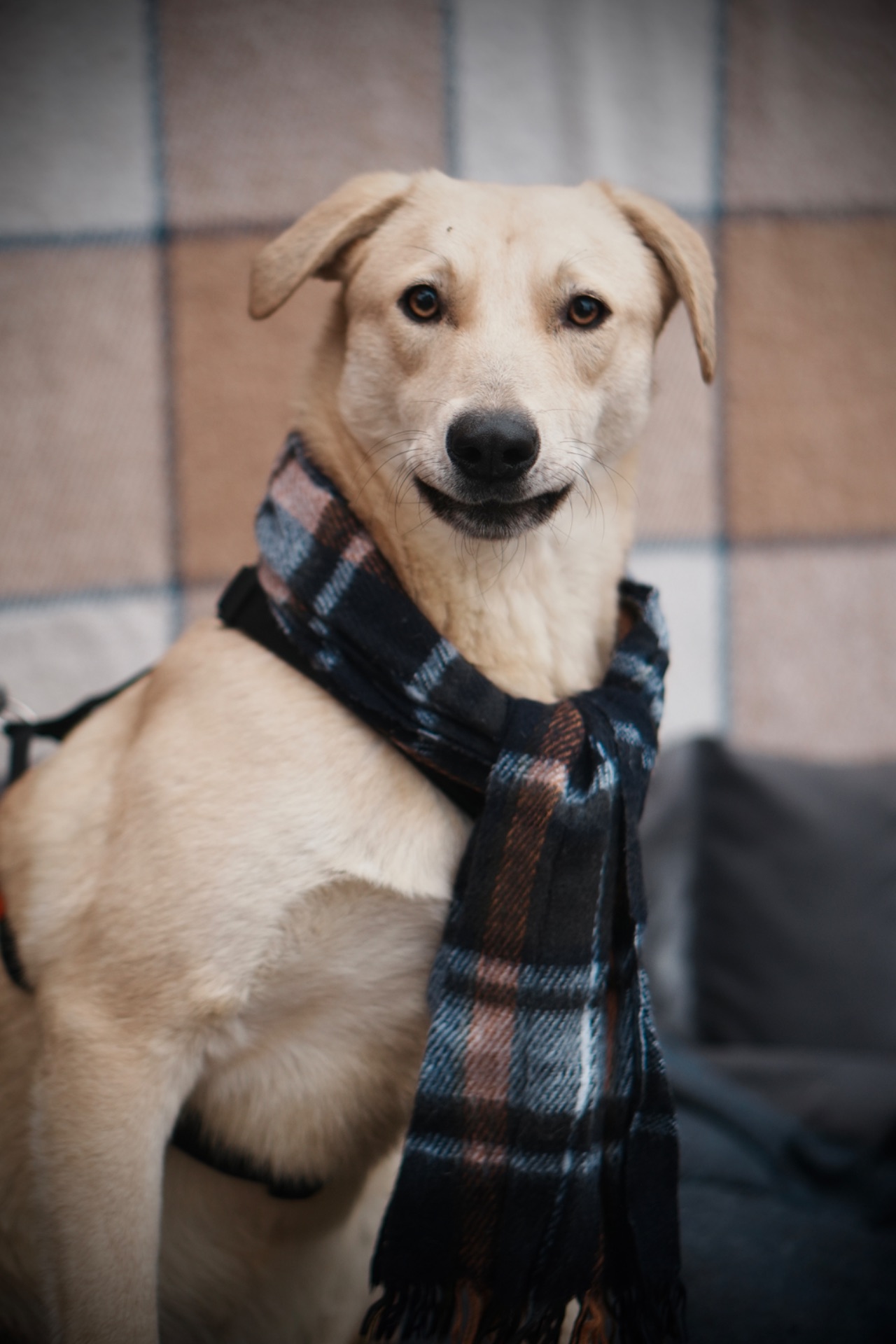 Милий Бруно мріє про родину!