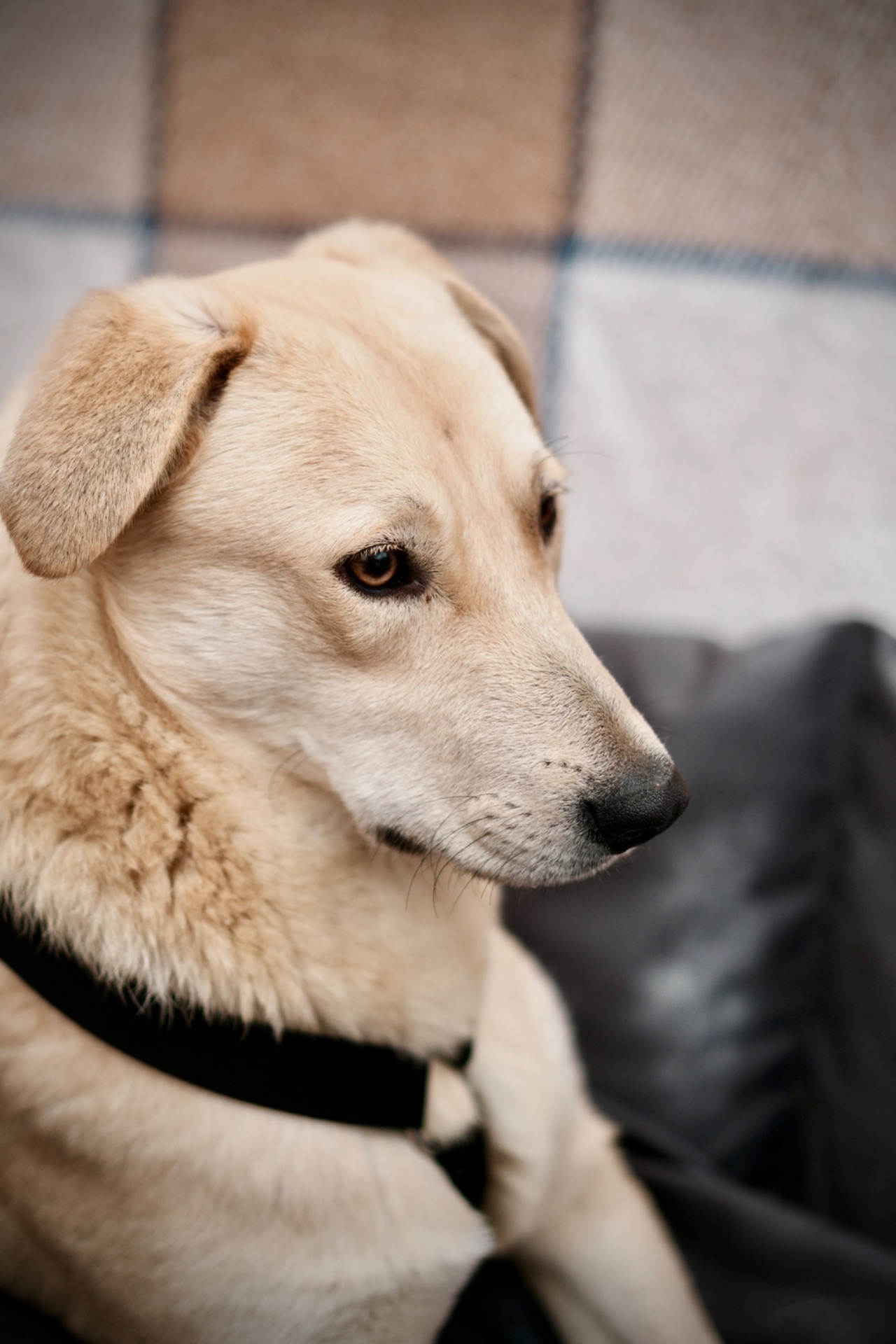 Милий Бруно мріє про родину!