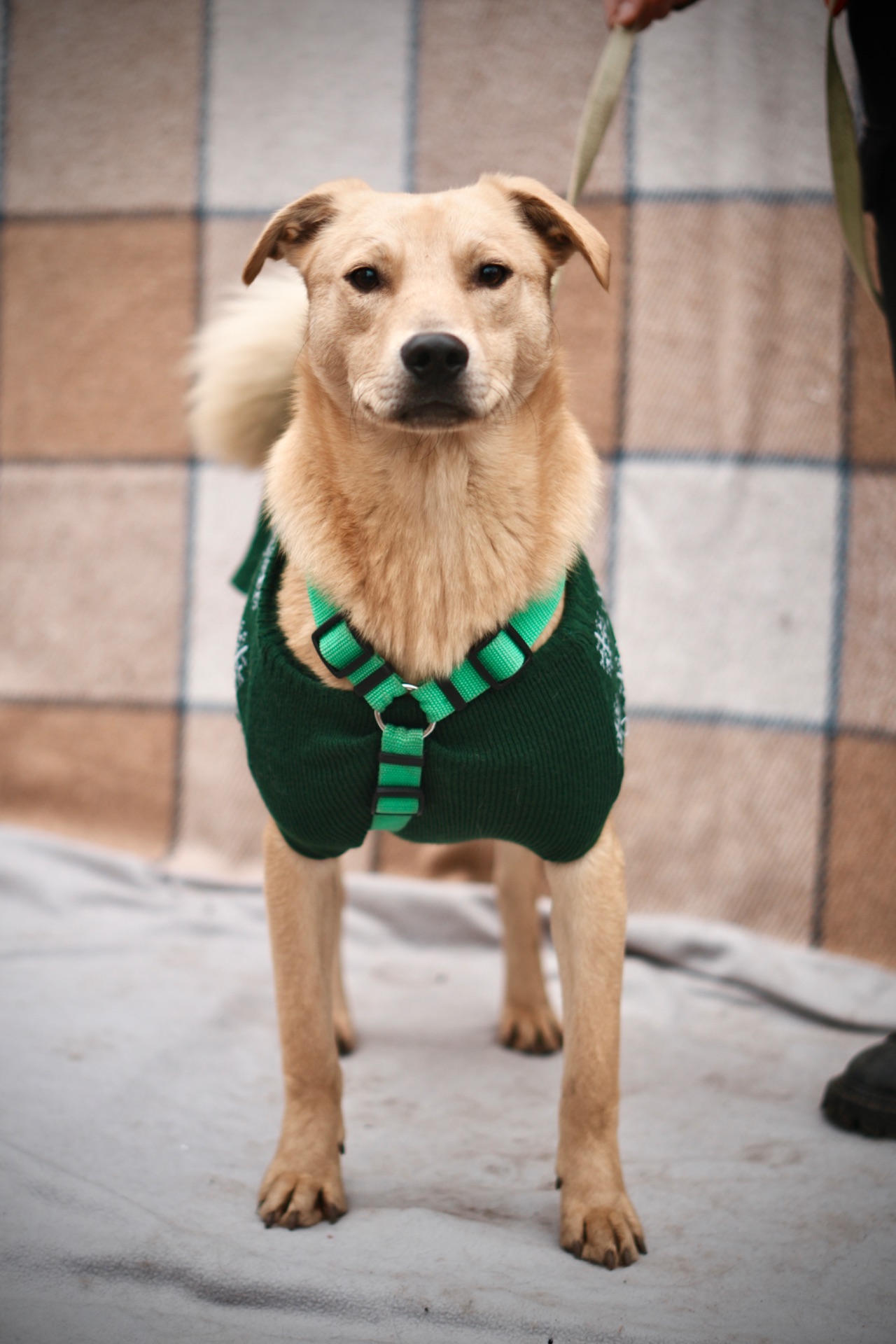 справжній ДРУГ Майкі шукає родину!