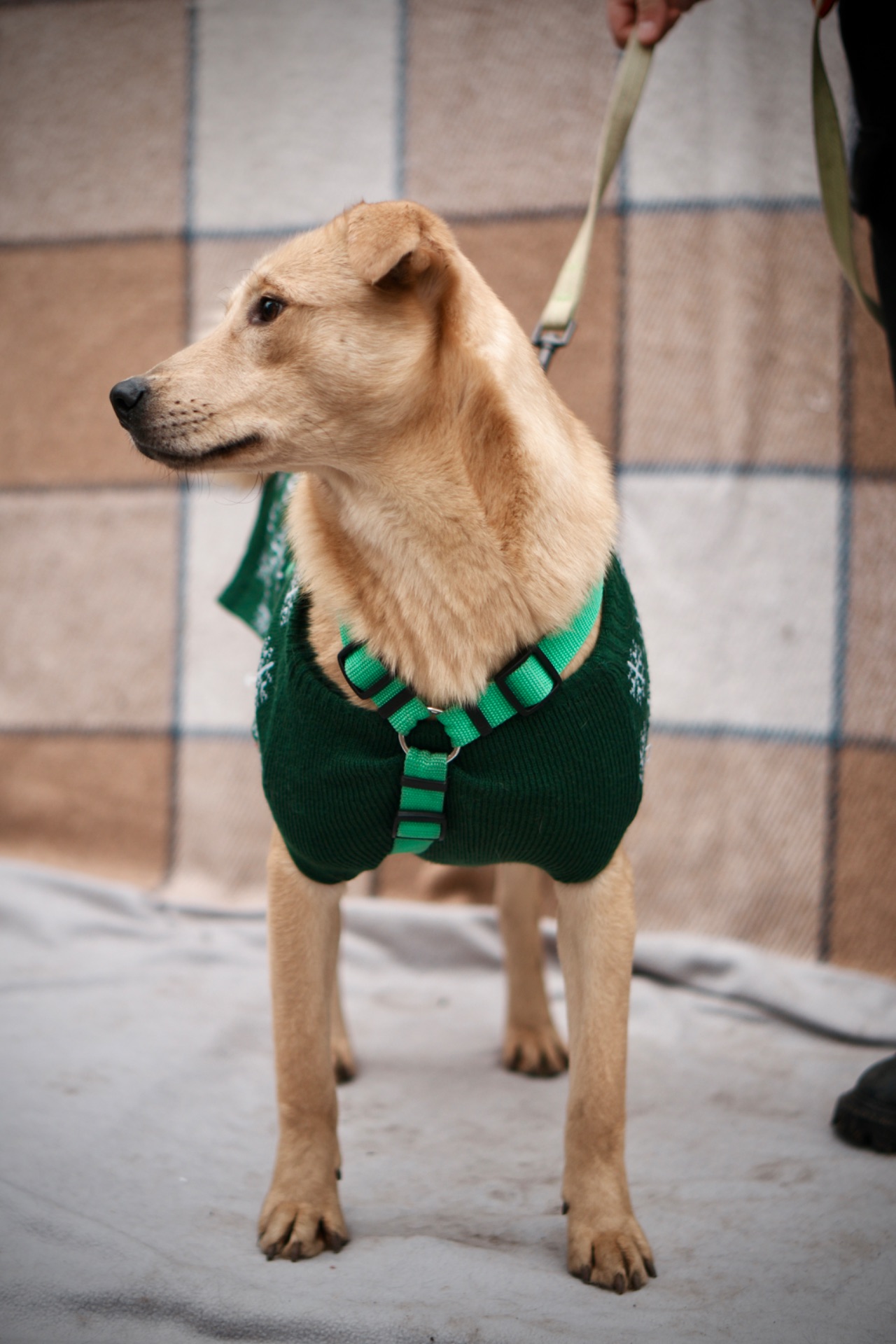 справжній ДРУГ Майкі шукає родину!