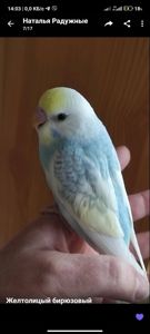 Райдужні хвилясті папужки