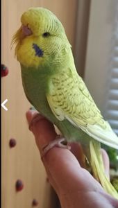 Райдужні хвилясті папужки