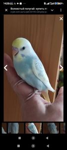 Райдужні хвилясті папужки