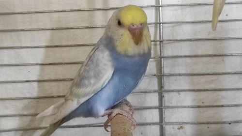 Райдужні хвилясті папужки