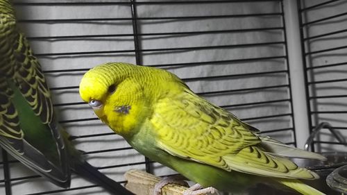 Райдужні хвилясті папужки