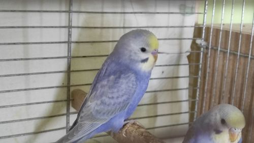 Райдужні хвилясті папужки