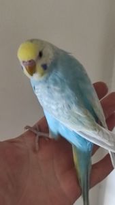 Райдужні хвилясті папужки