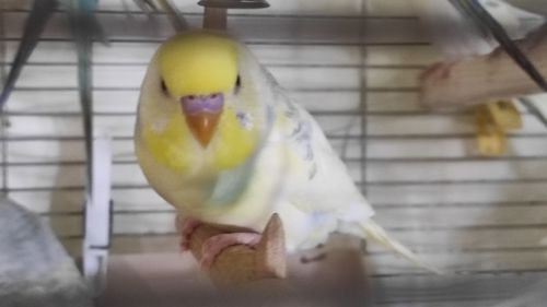 Райдужні хвилясті папужки