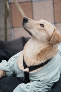 Милий Бруно мріє про родину!