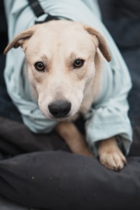 Цуценя Бруно мріє про родину!