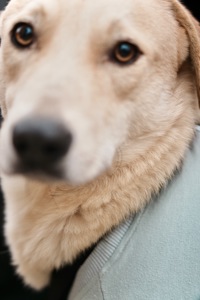 Цуценя Бруно мріє про родину!