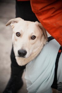 Цуценя Бруно мріє про родину!