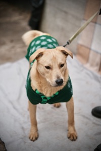 справжній ДРУГ Майкі шукає родину!