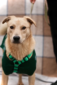 справжній ДРУГ Майкі шукає родину!