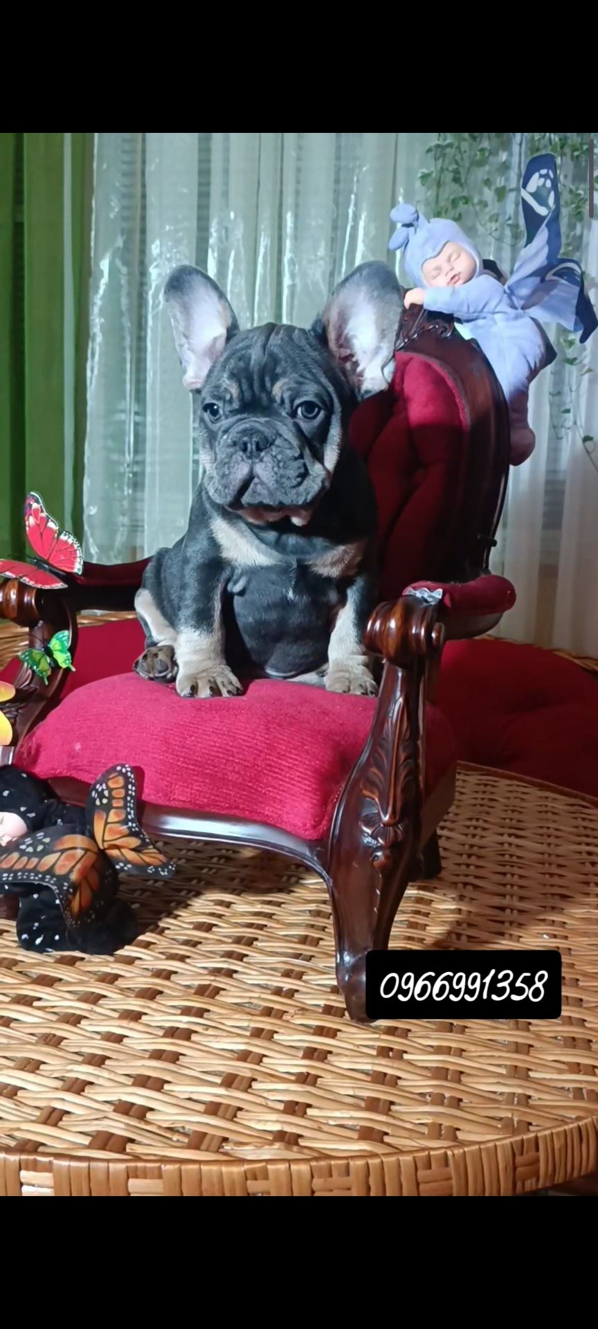 Цуценята французького бульдога