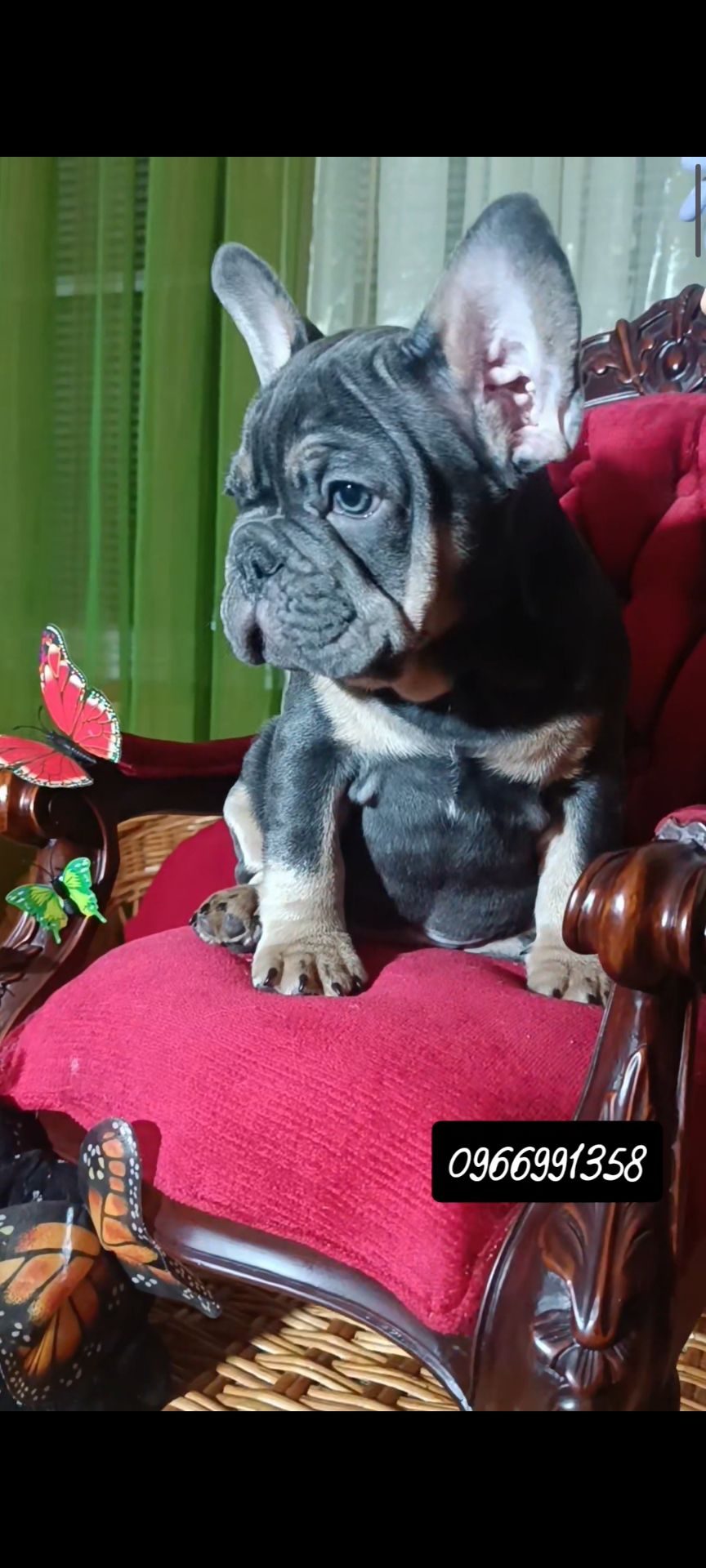 Цуценята французького бульдога