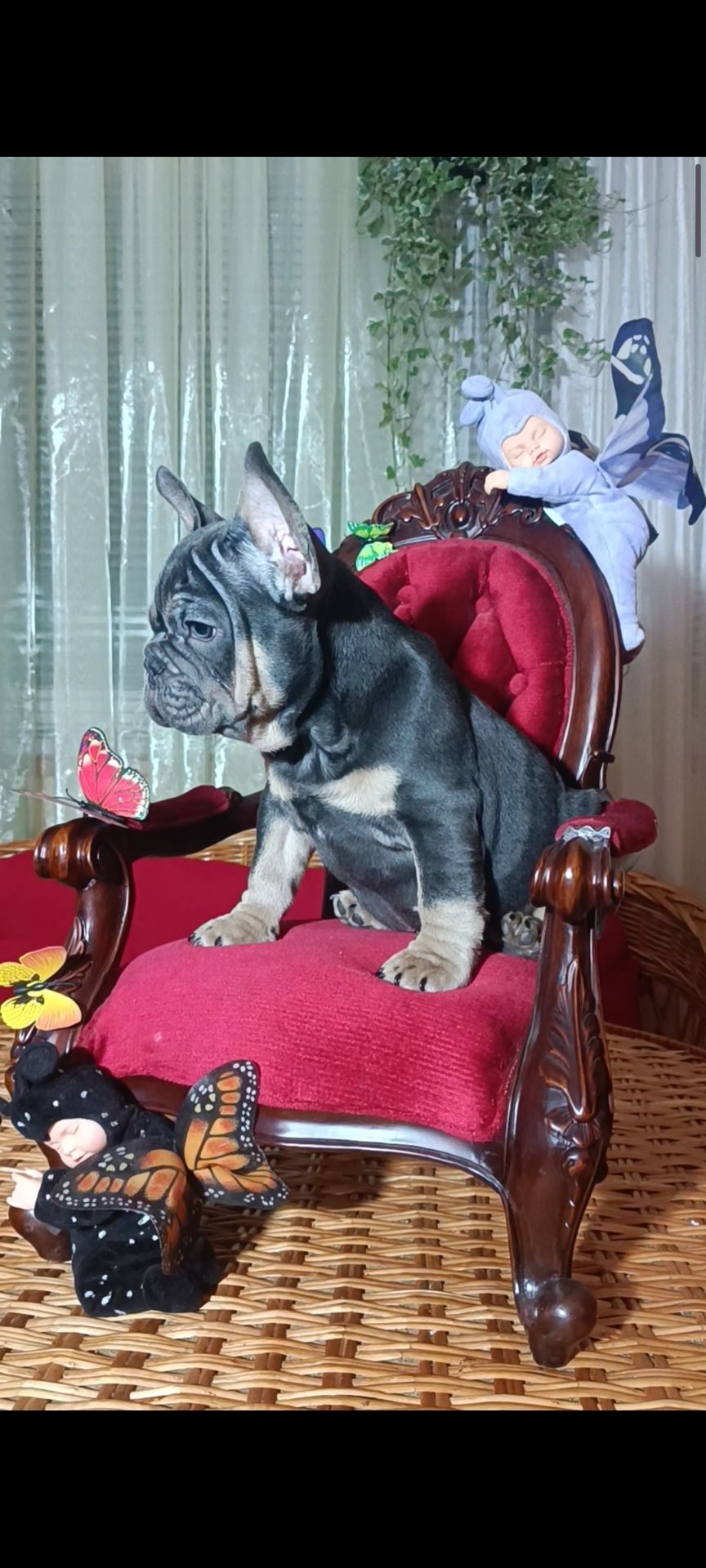 Цуценята французького бульдога