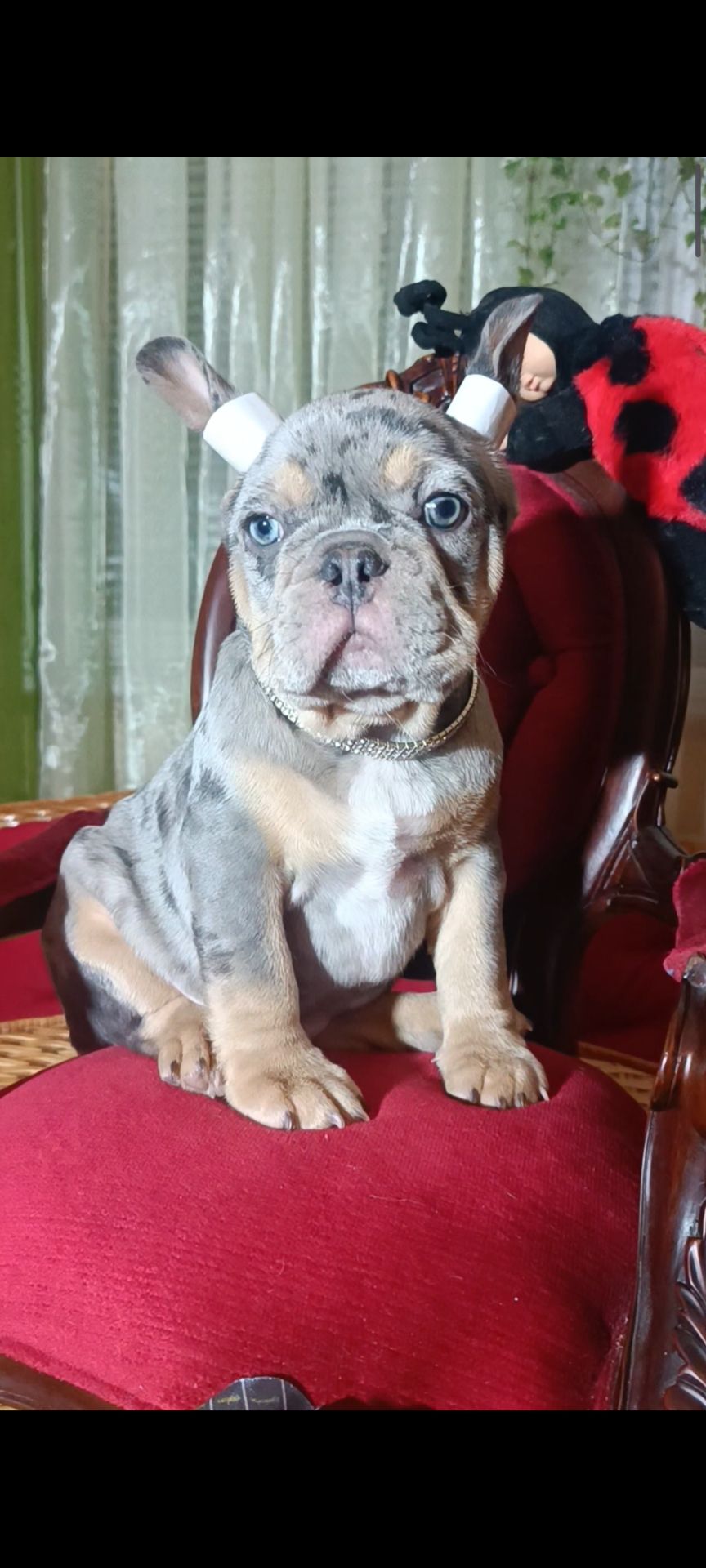 Цуценята французького бульдога