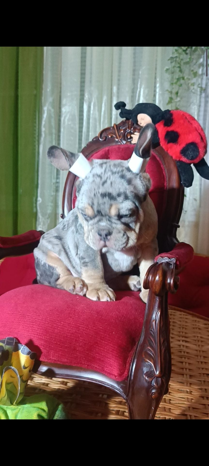 Цуценята французького бульдога