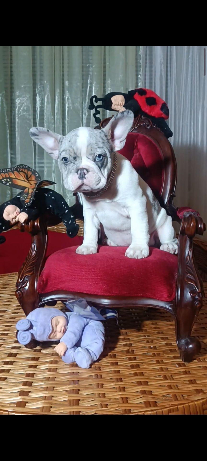 Цуценята французького бульдога