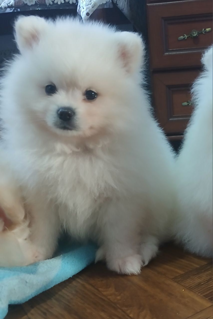 Померанський шпіц, чарівний, білосніжний хлопчик