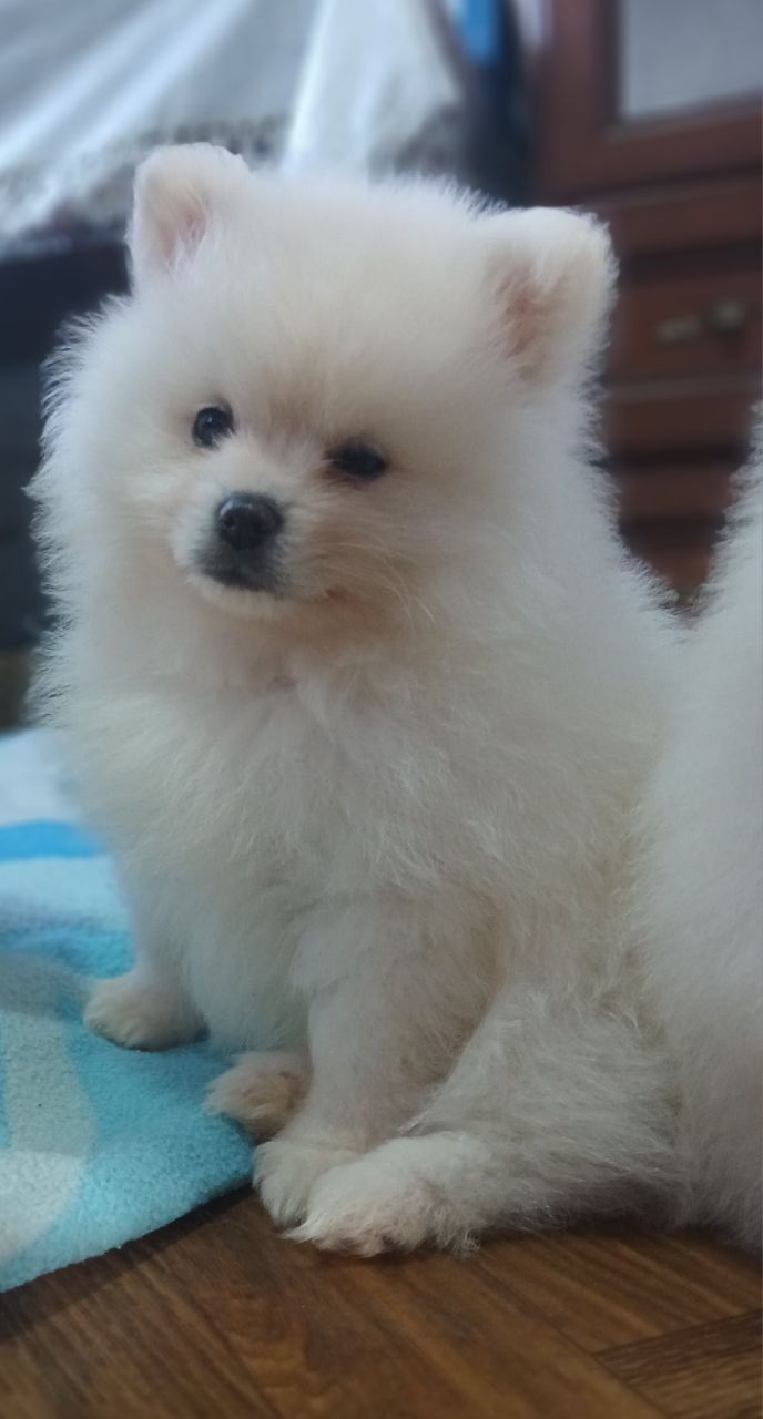 Померанський шпіц, чарівний, білосніжний хлопчик
