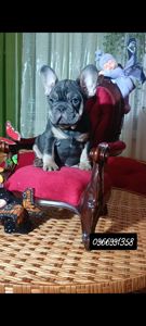 Цуценята французького бульдога