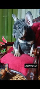 Цуценята французького бульдога