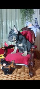 Цуценята французького бульдога