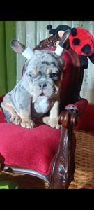 Цуценята французького бульдога