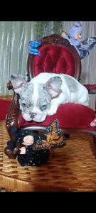 Цуценята французького бульдога