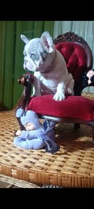 Цуценята французького бульдога