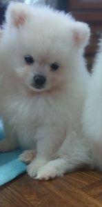 Померанський шпіц, чарівні хлопчики і дівчатка